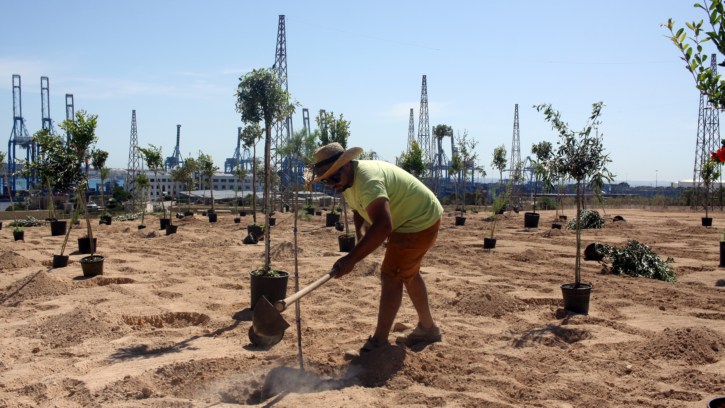 2200 trees and shrubs in new Benghajsa Grove Infastructure Malta